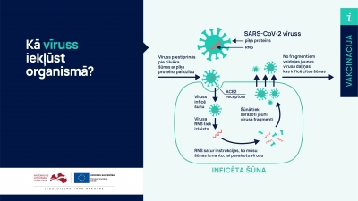 Kā vīruss iekļūst organismā?